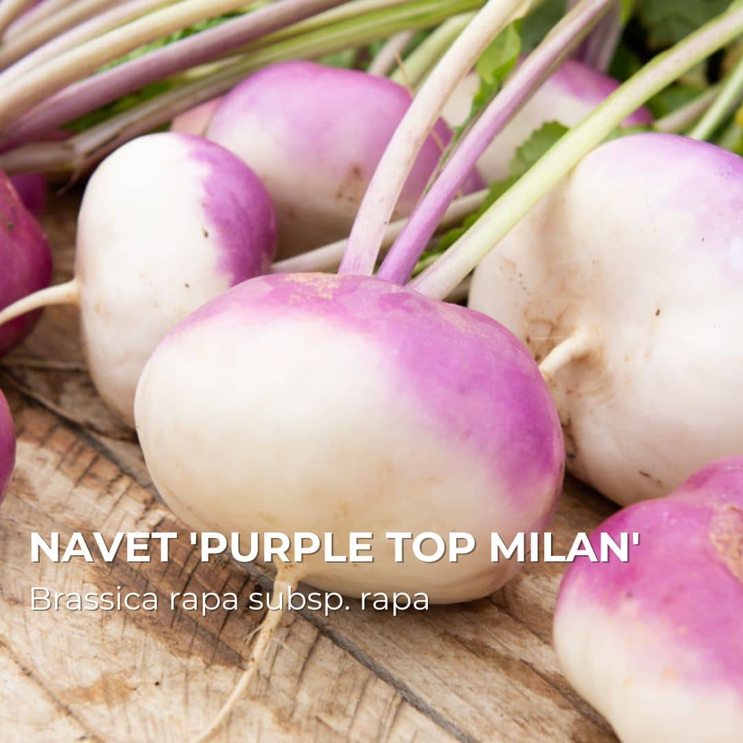 GRAINES - Navet 'Purple Top Milan' (Brassica rapa subsp. rapa)