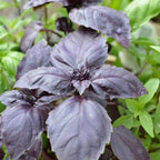 Basilic Rouge Osmin — photo 3