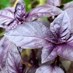 Basilic Rouge Osmin — photo 2