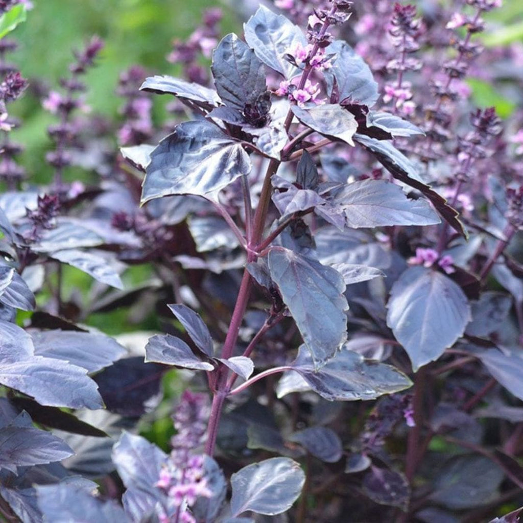 Basilic Rouge Osmin — photo 4