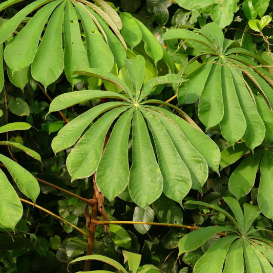 GRAINES Parasolier (Musanga cecropioides) monde végétal