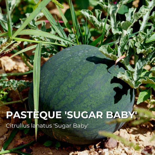 GRAINES - Pastèque 'Sugar Baby' (Citrullus lanatus 'Sugar Baby')