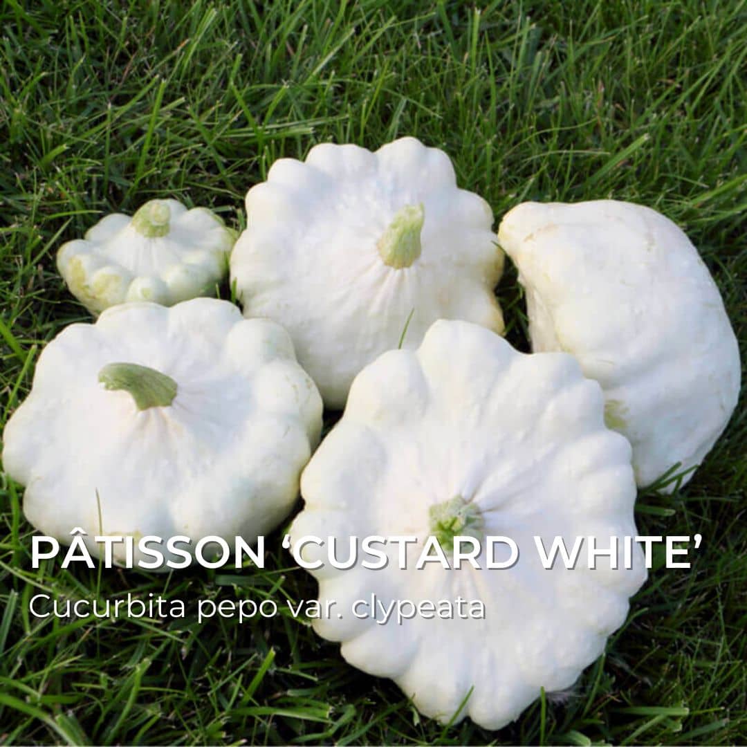 GRAINES - Pâtisson ‘Custard White’ (Cucurbita pepo var. clypeata)
