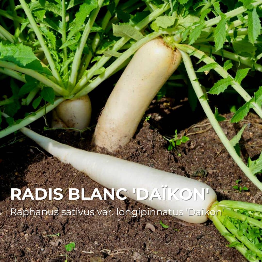 GRAINES - Radis Blanc 'Daïkon' (Raphanus sativus var. longipinnatus 'Daïkon')