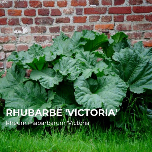 GRAINES - Rhubarbe 'Victoria' (Rheum rhabarbarum 'Victoria')