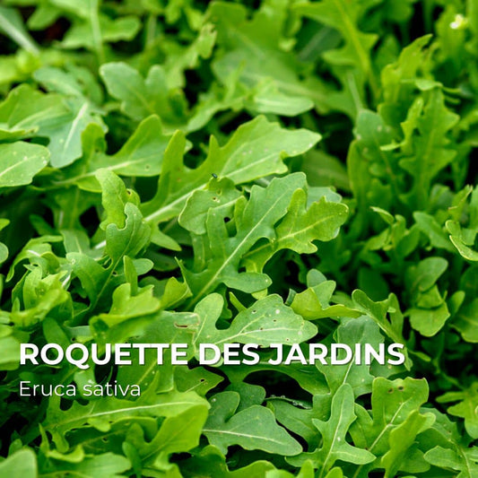 graines de roquette des jardins eruca sativa