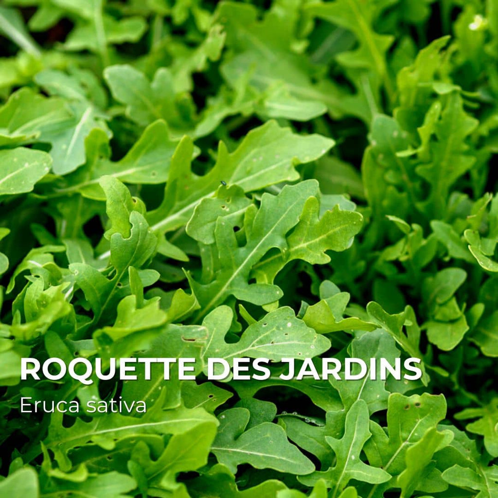 GRAINES - Roquette des Jardins (Eruca sativa)