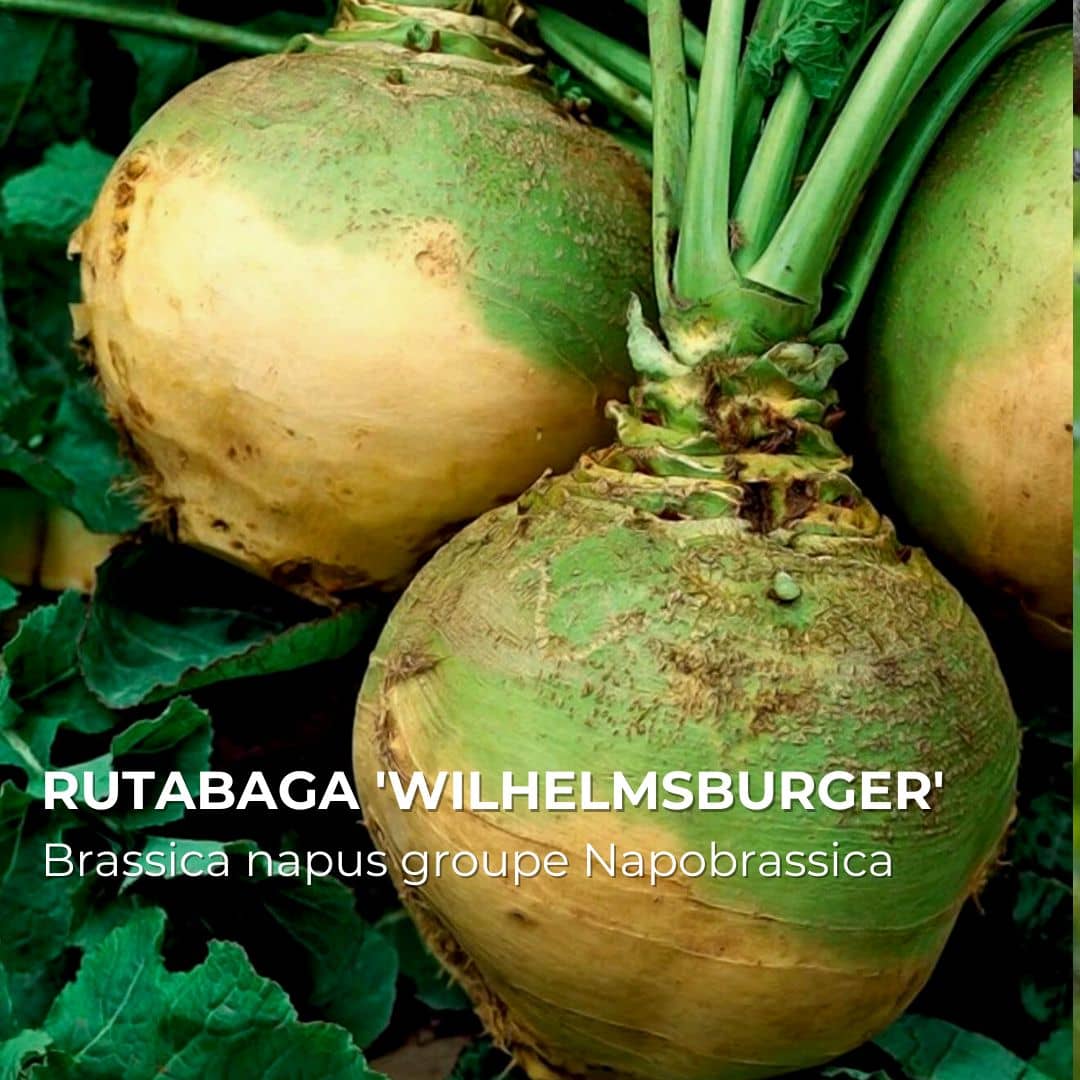 GRAINES - Rutabaga 'Wilhelmsburger' (Brassica napus groupe Napobrassica)
