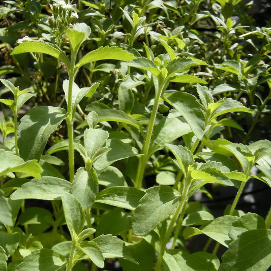 GRAINES Stévia Stevia rebaudiana monde végétal plantes aromatiques