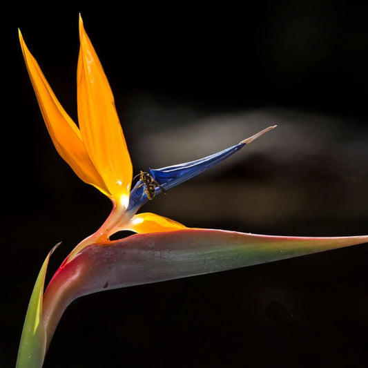 GRAINES Strelitzia reginae oiseau de paradis plantes rares monde végétal