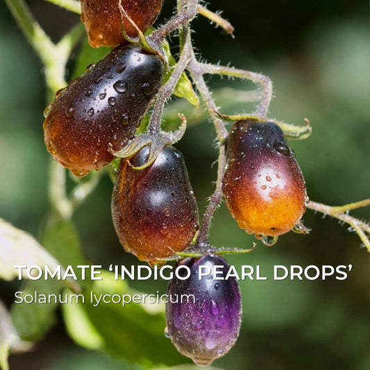 GRAINES - Tomate 'Indigo Pearl Drops' (Solanum lycopersicum)