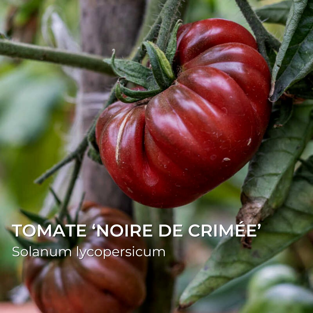 graines de tomate noire de crimée solanum lycopersicum