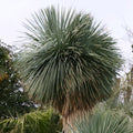 GRAINES Yucca rostrata plantes de rocailles monde végétal
