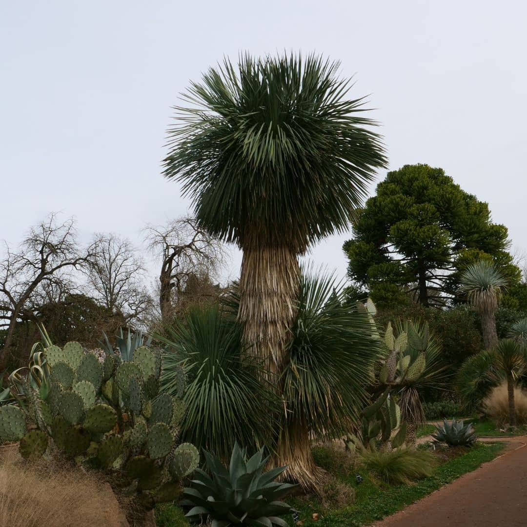 semences de yucca bleu du mexique monde végétal