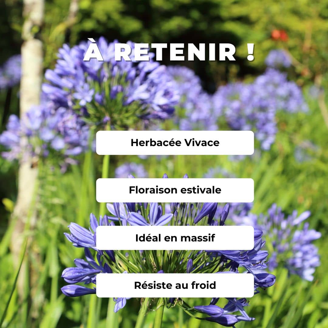 GRAINES - Agapanthe Bleue (Agapanthus praecox 'Blue') monde végétal comment cultiver l'agapanthe