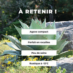 GRAINES - Agave à feuilles ovales Agave ovatifolia agave baleine variétés rares d'agaves monde vegetal comment cultiver et entretenir 