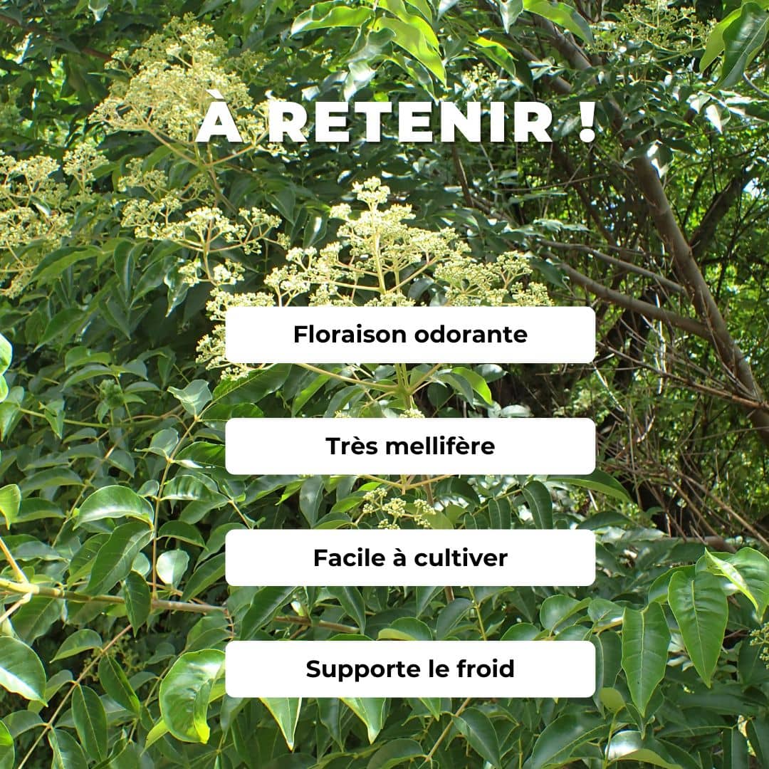 GRAINES - Arbre à Miel Tetradium daniellii monde végétal plantes mellifères 