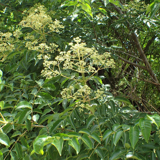 GRAINES - Arbre à Miel Tetradium daniellii monde végétal semences