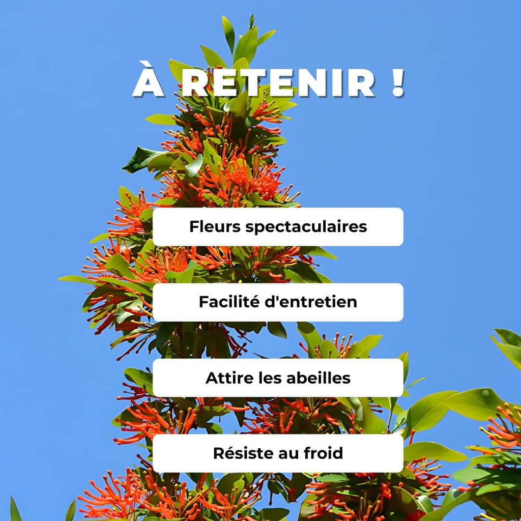 GRAINES - Arbre de Feu du Chili (Embothrium coccineum) comment le cultiver