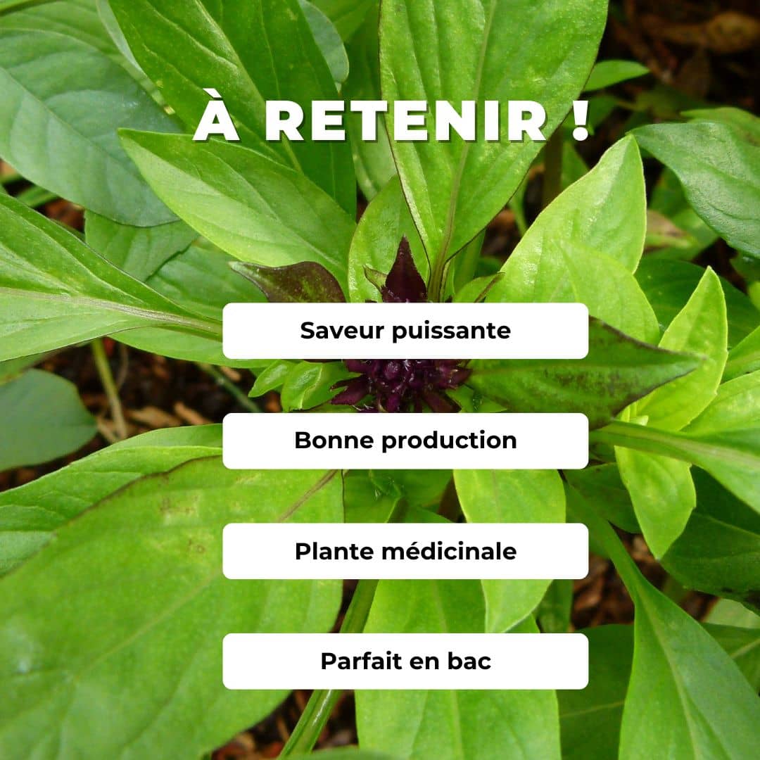 GRAINES - Basilic Cannelle Ocimum basilicum Cinnamon comment le cultiver