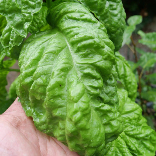 GRAINES - Basilic Géant Monstrueux Mammouth (Ocimum basilicum var. gigantum ). Sachet fait main contenant 25 semences monde vegetal