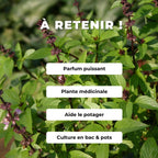 GRAINES - Basilic Thaï Ocimum basilicum var. thyrsiflora plantes aromatiques monde végétal