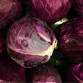 GRAINES - Chou Rouge à Tête Noire 3 Brassica oleracea monde végétal