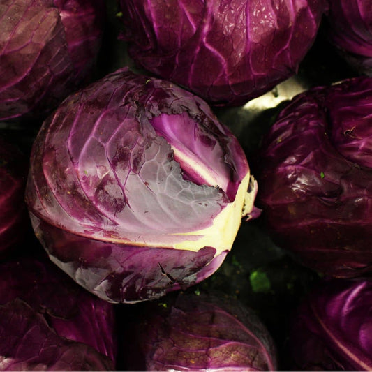 GRAINES - Chou Rouge à Tête Noire 3 Brassica oleracea monde végétal