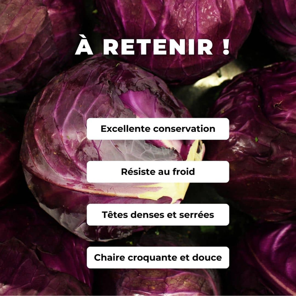 GRAINES - Chou Rouge à Tête Noire 3 Brassica oleracea monde végétal comment semer et cultiver