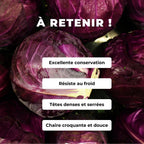 GRAINES - Chou Rouge à Tête Noire 3 Brassica oleracea monde végétal comment semer et cultiver