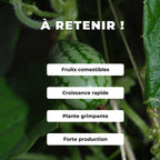 GRAINES - Concombre à confire Melothria scabra semences