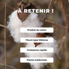 GRAINES - Cotonnier Herbacé Gossypium herbaceum monde végétal comment semer et cultiver le coton