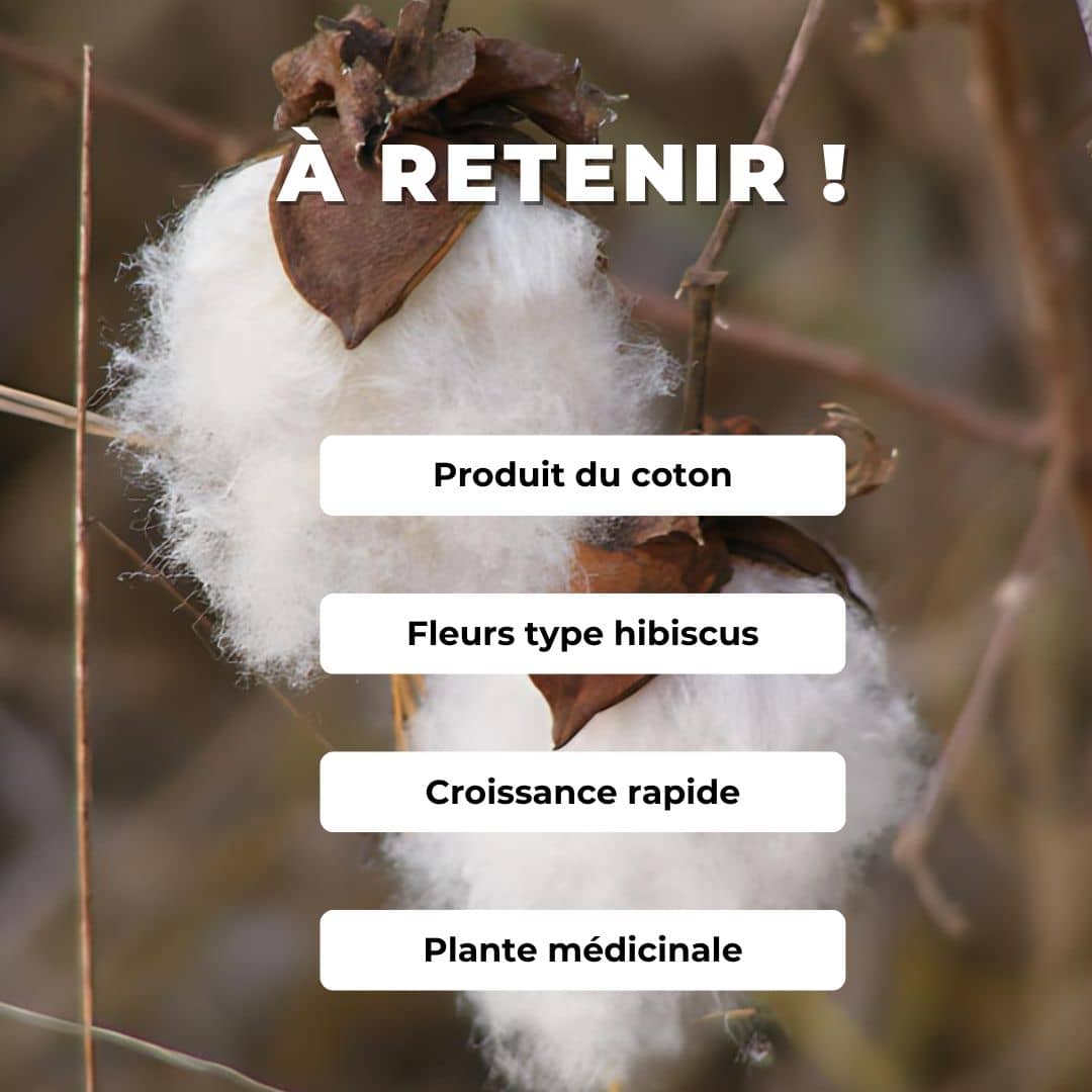 GRAINES - Cotonnier Herbacé Gossypium herbaceum monde végétal comment semer et cultiver le coton