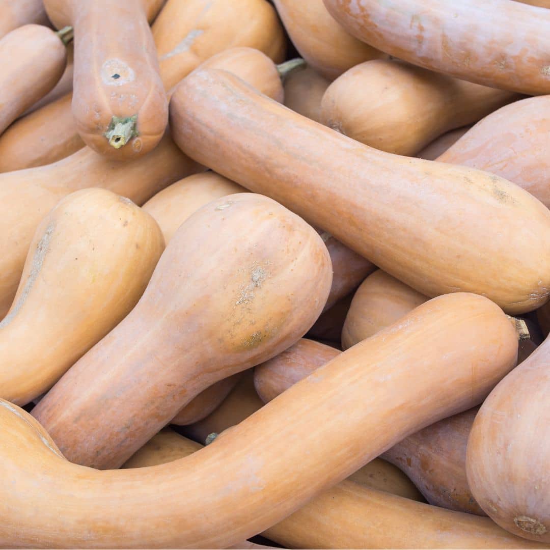 GRAINES - Courge Longue pleine de Naples Cucurbita moschata Zucca Lunga di Napoli monde végétal