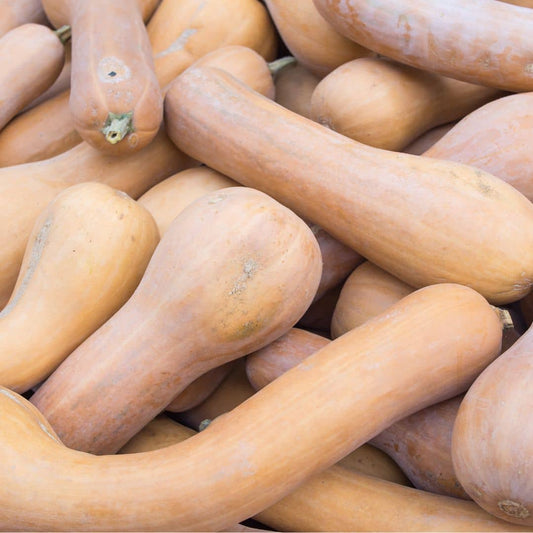 GRAINES - Courge Longue pleine de Naples Cucurbita moschata Zucca Lunga di Napoli monde végétal