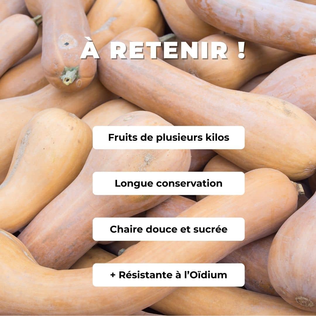 GRAINES - Courge Longue pleine de Naples Cucurbita moschata Zucca Lunga di Napoli monde végétal comment la semer et la cultiver
