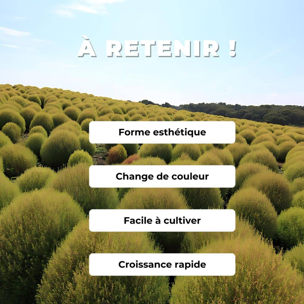 GRAINES - Cyprès d'été Bassia scoparia Kochia scoparia monde végétal comment semer et cultiver