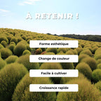 GRAINES - Cyprès d'été Bassia scoparia Kochia scoparia monde végétal comment semer et cultiver