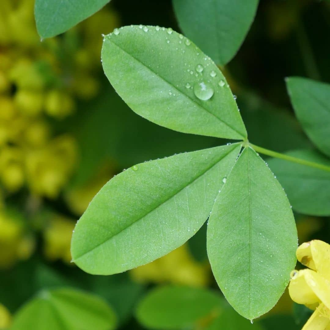 GRAINES - Cytise faux ébénier Laburnum anagyroides monde vegetal