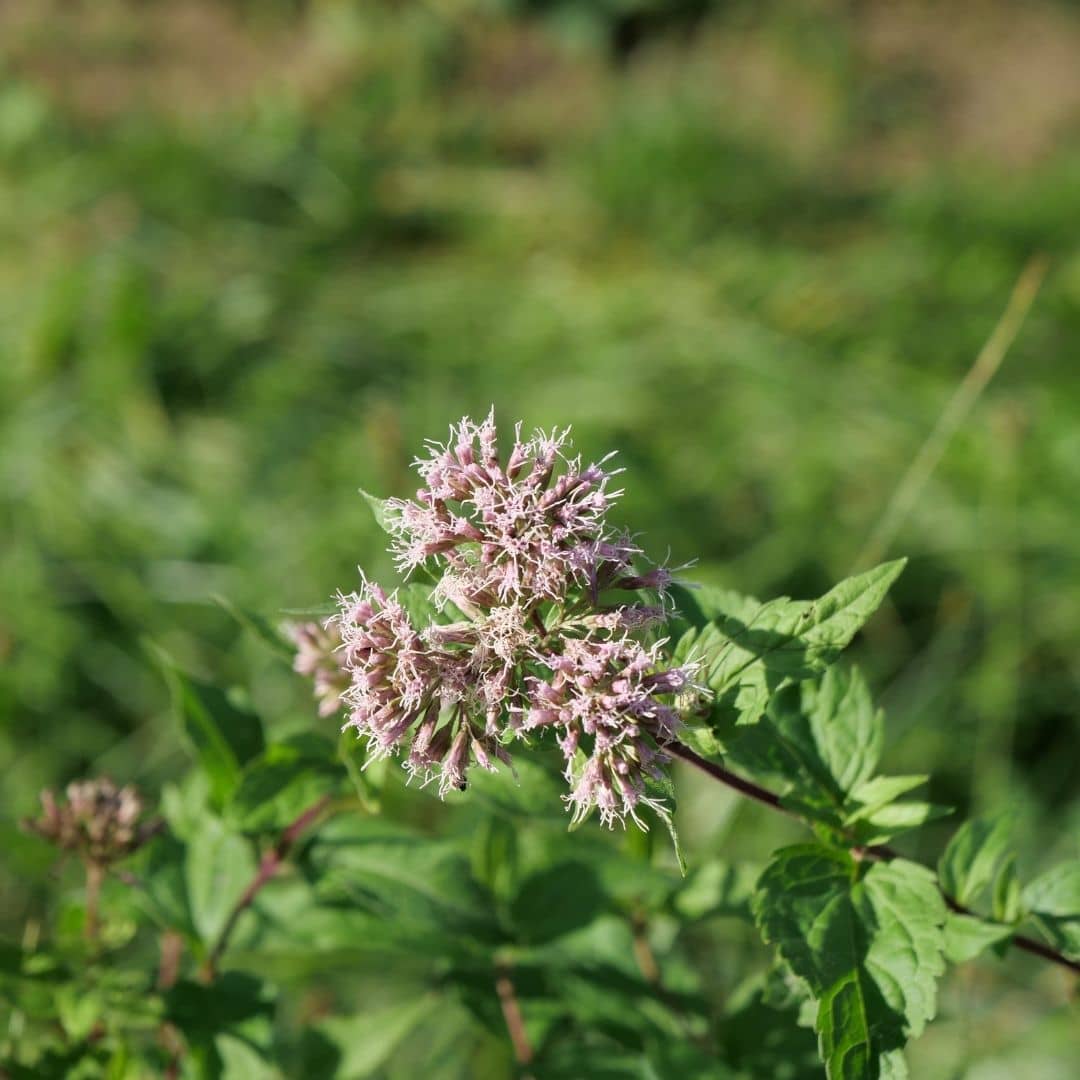 NASIONA - Eupatorium cannabinum (Eupatorium cannabinum)