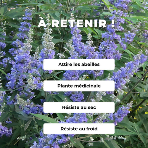 GRAINES - Gattilier Vitex agnus-castus plantes médicinales monde végétal comment cultiver le vitex