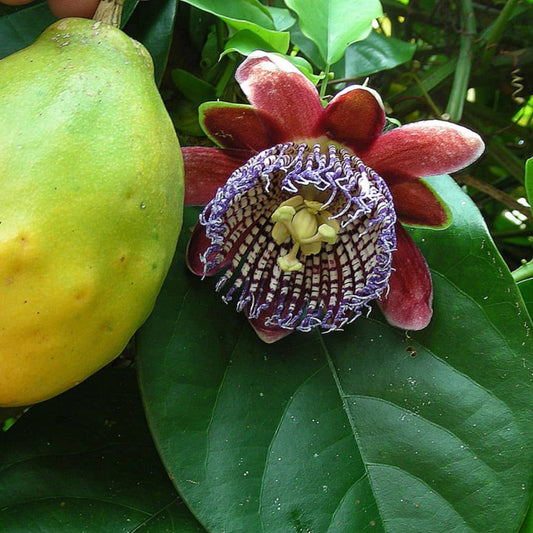 GRAINES - Grenadille Sauvage Passiflora alata