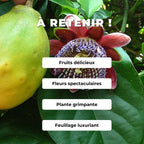 GRAINES - Grenadille Sauvage Passiflora alata comment semer et cultiver