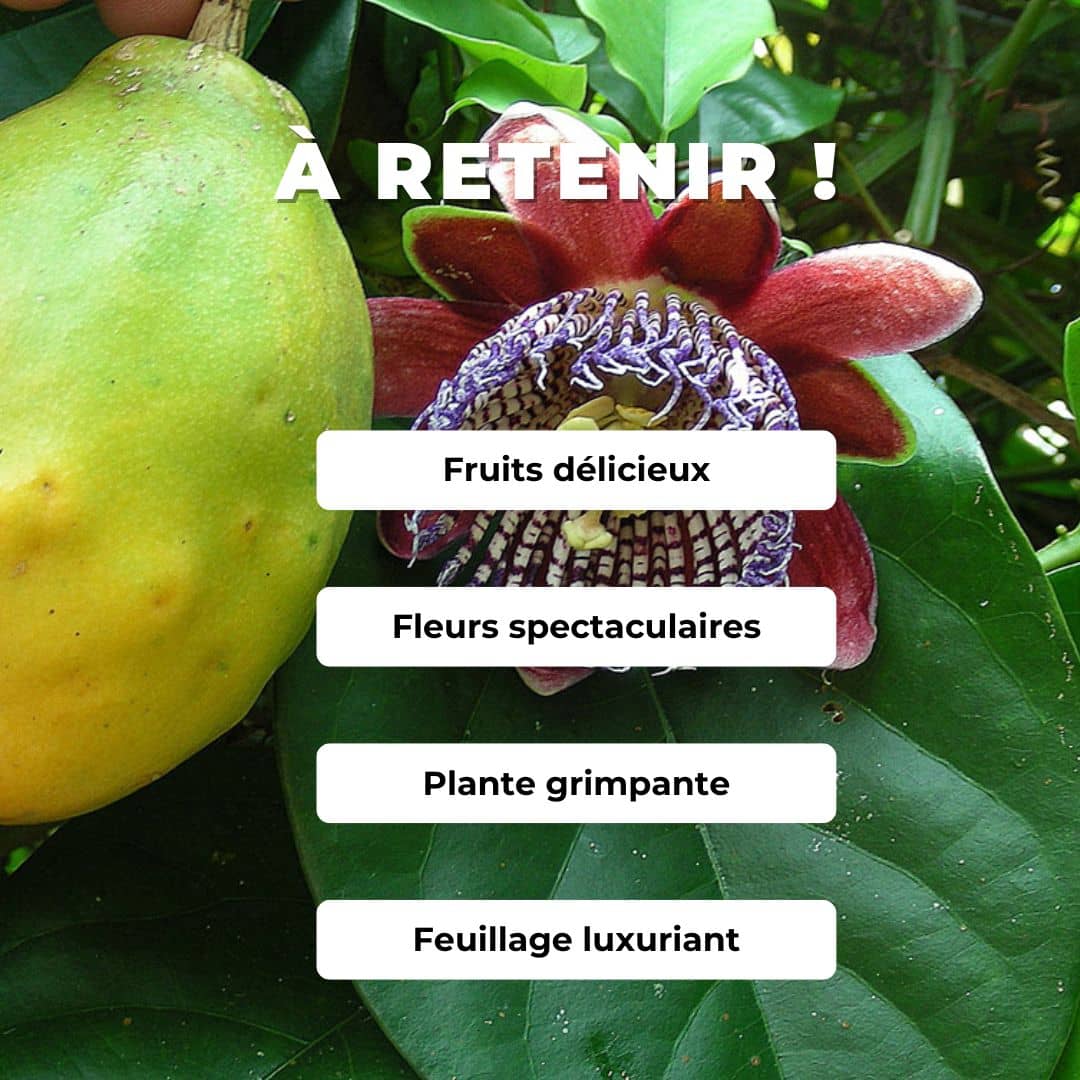GRAINES - Grenadille Sauvage Passiflora alata comment semer et cultiver