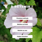 GRAINES - Hibiscus de Syrie Hibiscus syriacus Althéa arbustes à fleurs monde végétal comment semer et cultiver