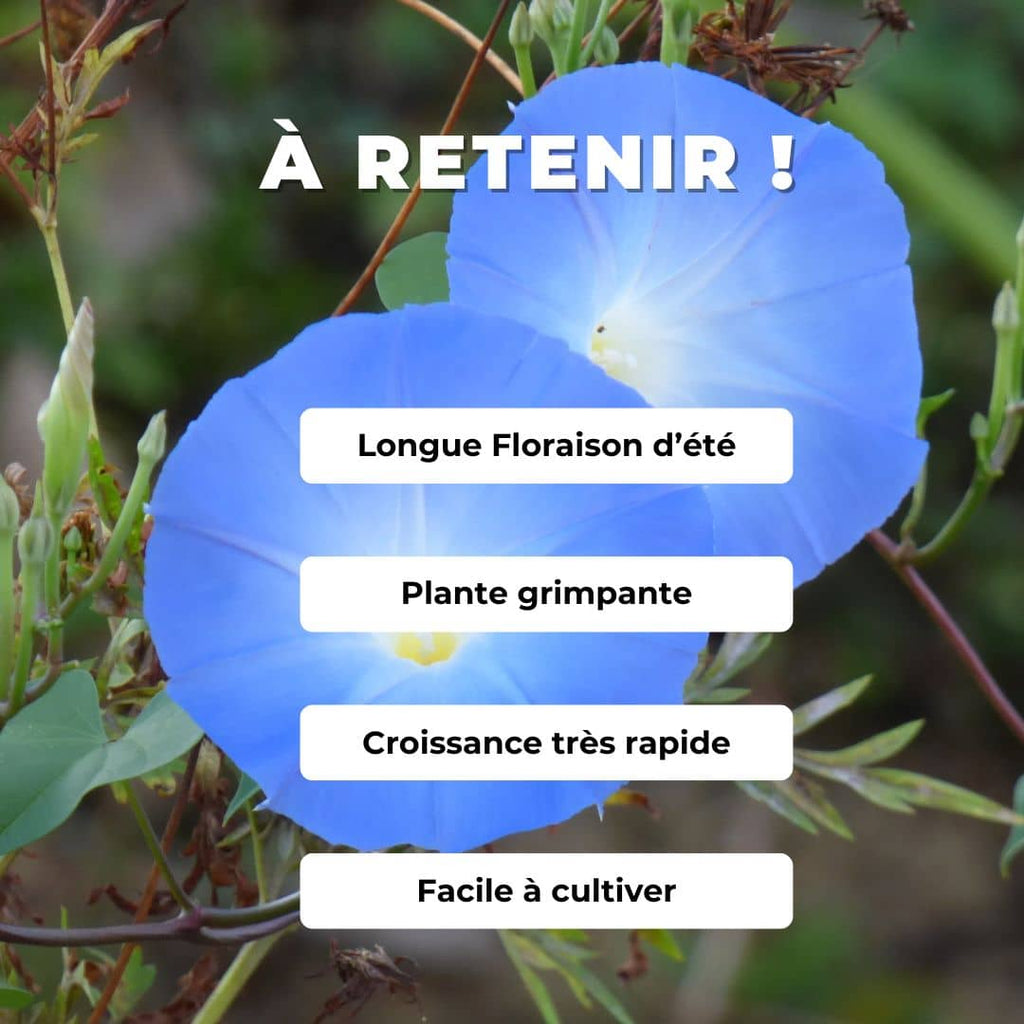 GRAINES - Ipomée Bleue Ipomoea tricolor Heavenly Blue plante grimpante à fleurs bleue