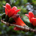 GRAINES - Kapokier Rouge Bombax ceiba arbres rares