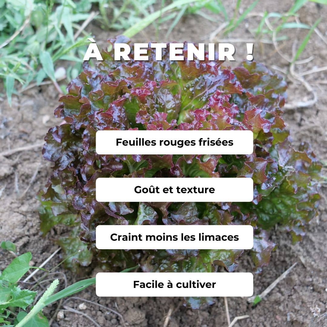 GRAINES - Laitue Rouge de Grenoble Lactuca sativa Rouge de Grenoble comment semer et cultiver