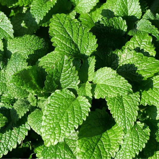 GRAINES - Mélisse Officinale Melissa officinalis à cultiver monde vegetal