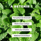 GRAINES - Mélisse Officinale Melissa officinalis à cultiver monde vegetal comment la semer et la cultiver